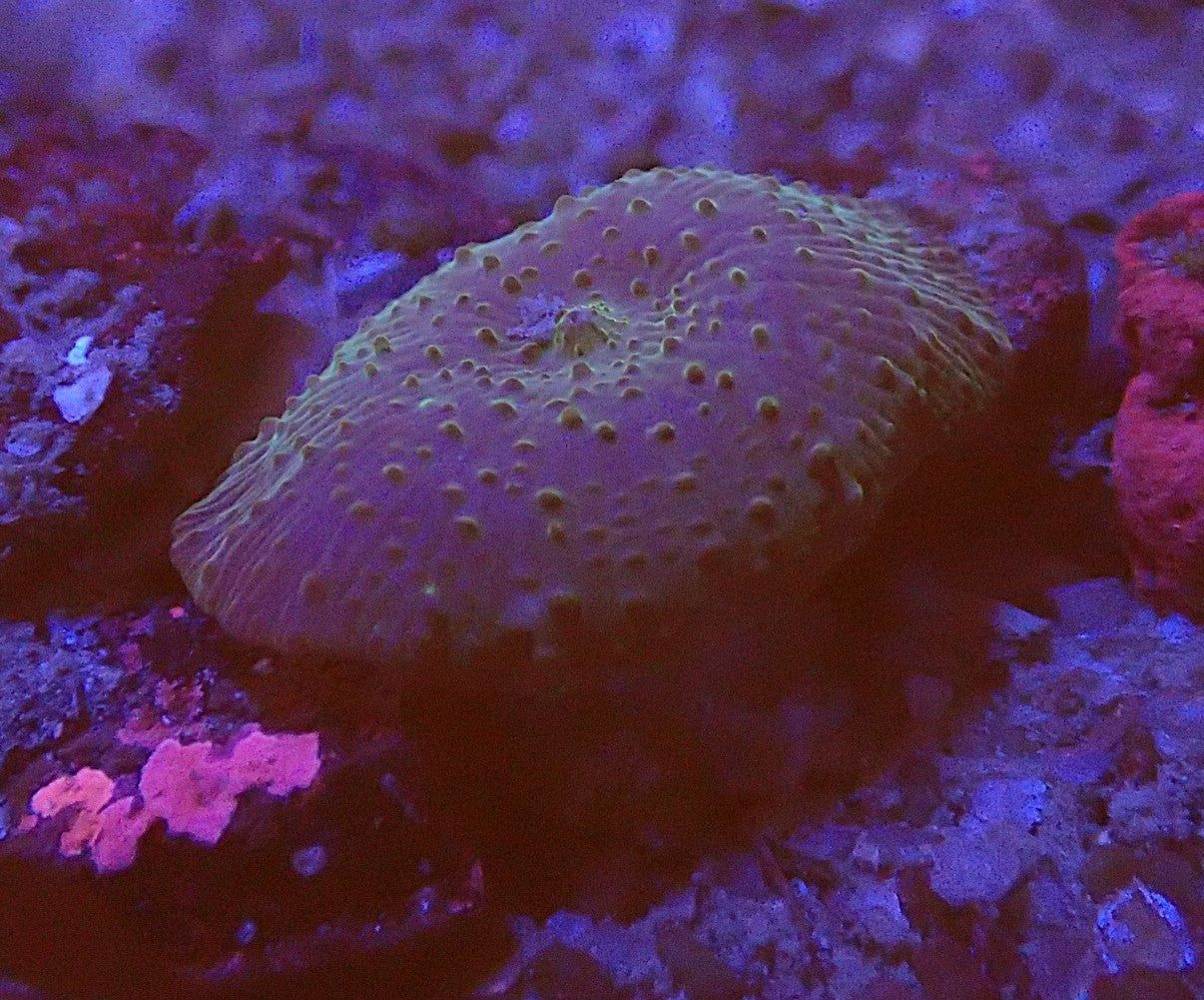 Discosoma