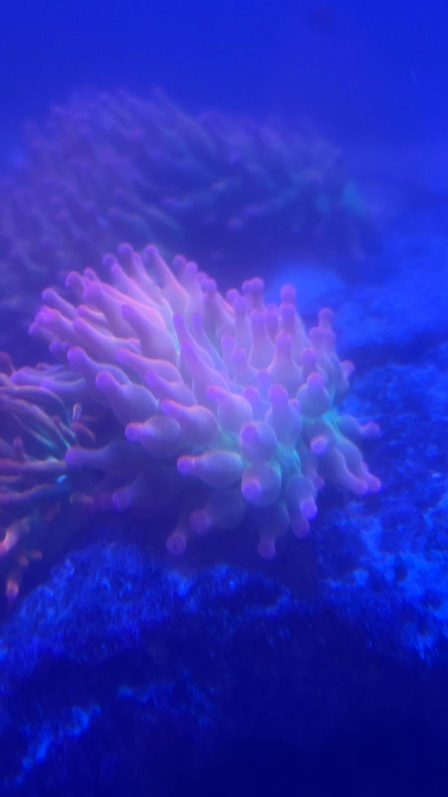 Rainbow bubble tip anemone medium