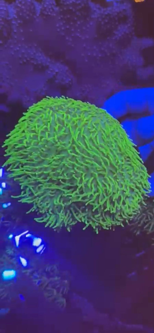 Japanese toadstool