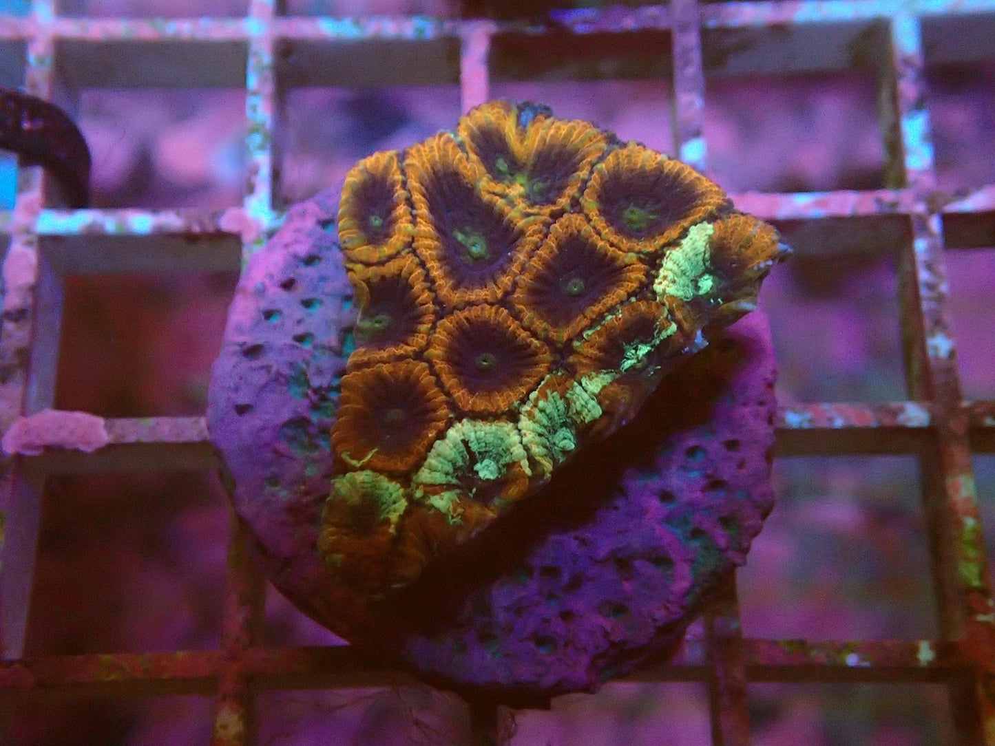 Ultra spatter war coral