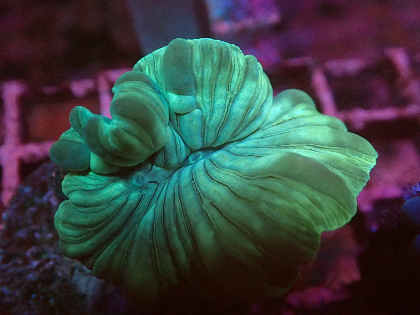 Fox coral small