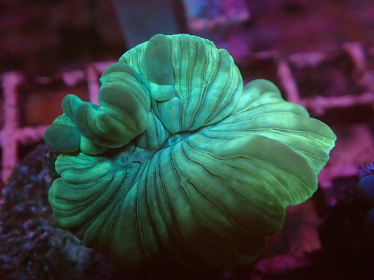 Fox coral small