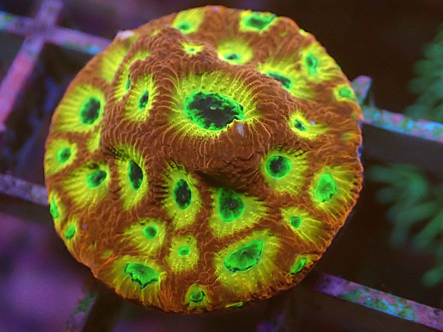 Lemon lime favia