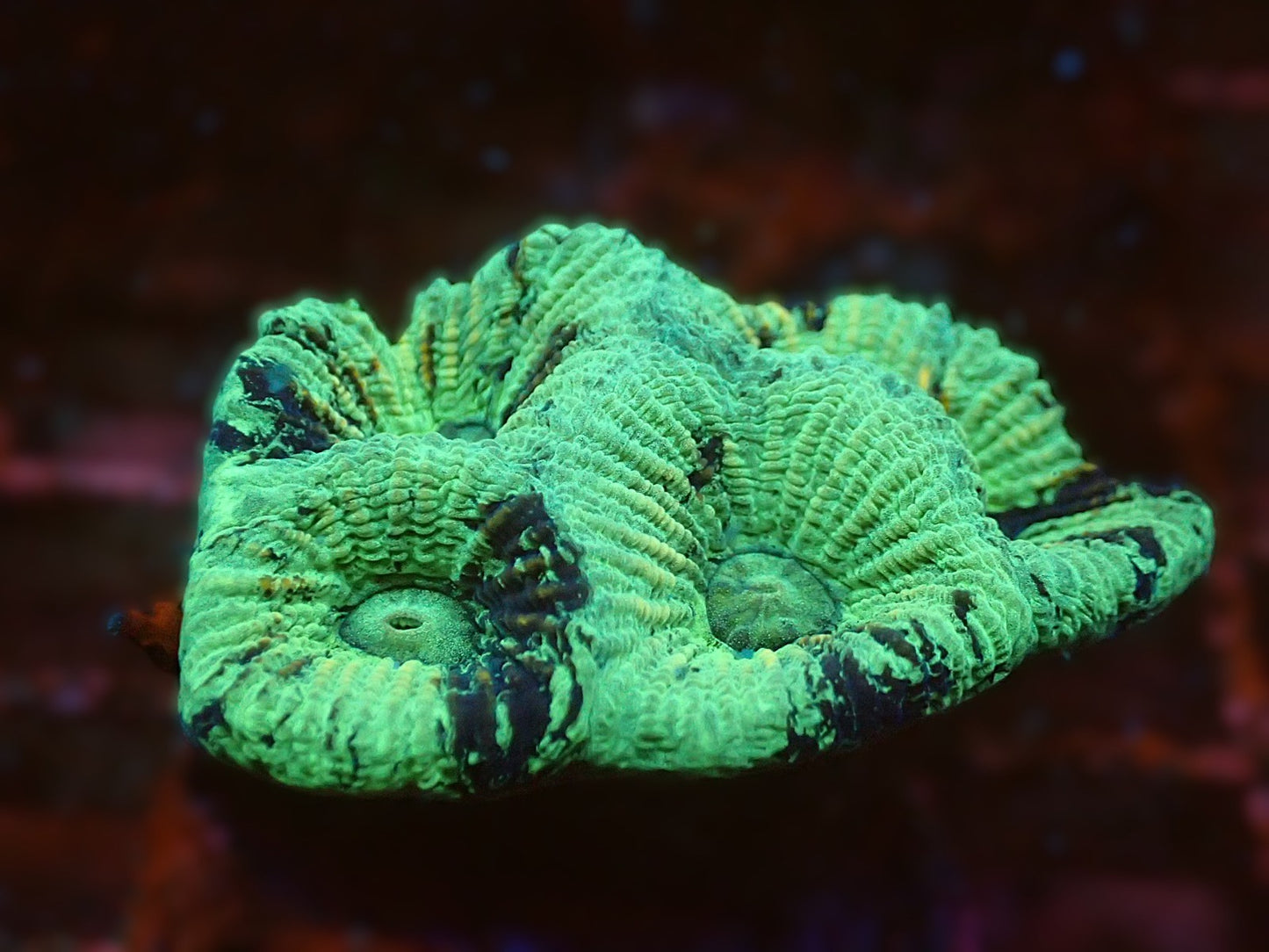 Marbled war coral