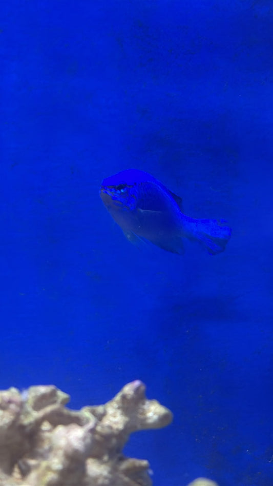 Blue damsel