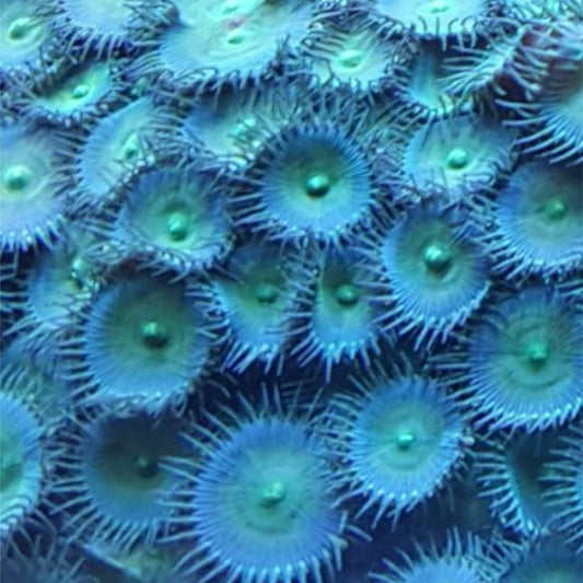 Alien Eye Palythoa/Paly/Zoa