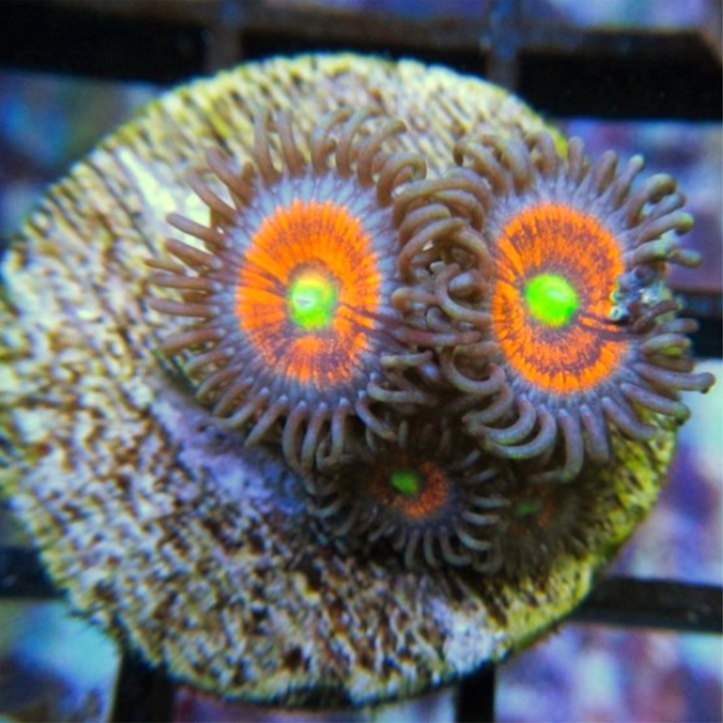 Everlasting Gobstopper Zoa