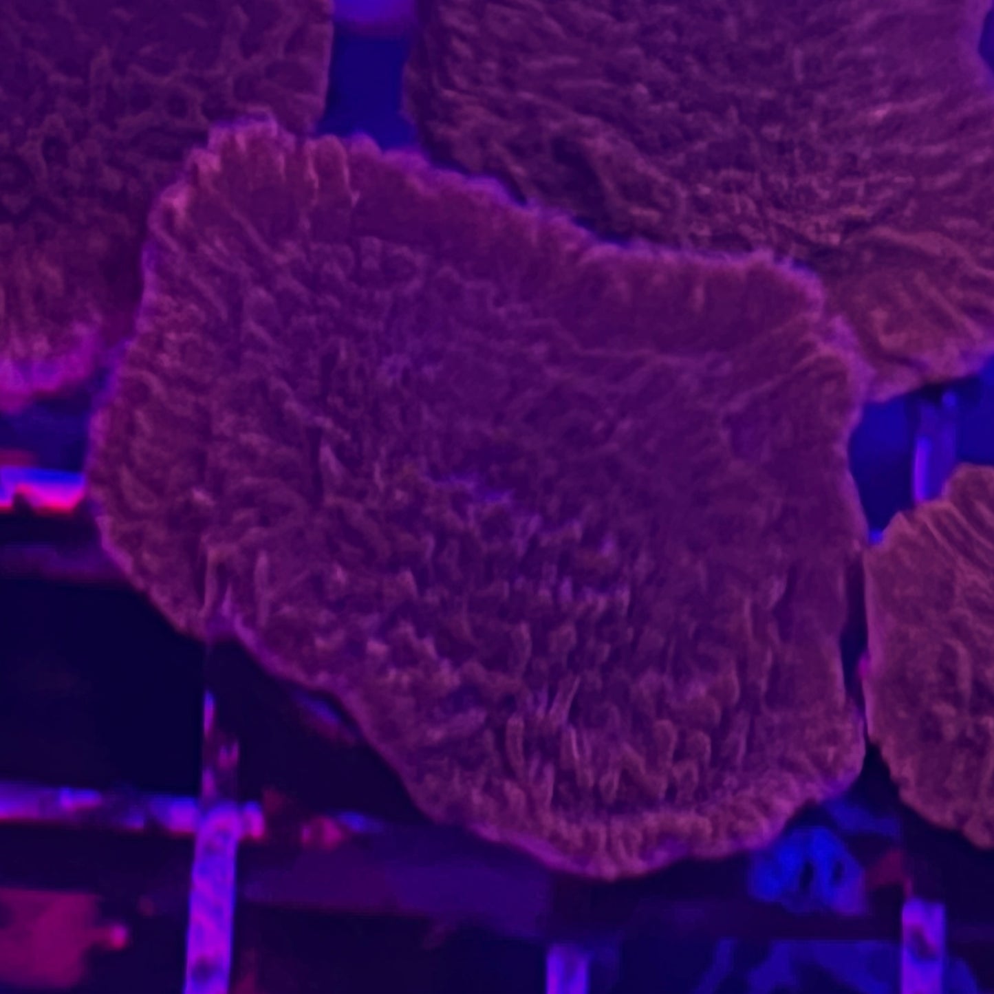 Red Montipora Capricornus