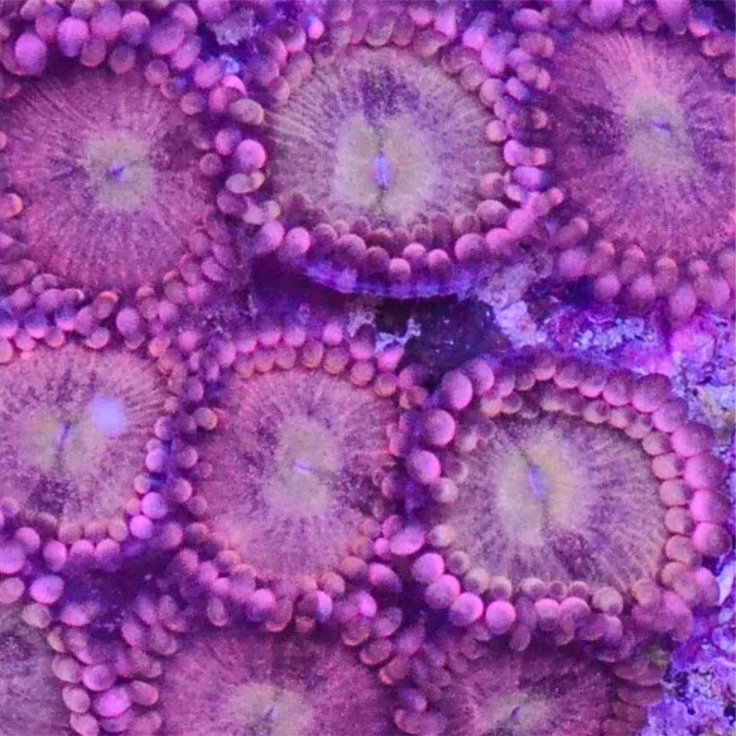 Pink Sakura Zoa