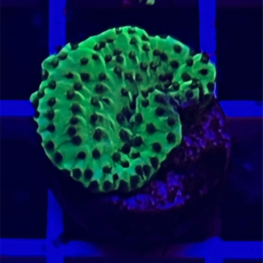 Acropora Efflo