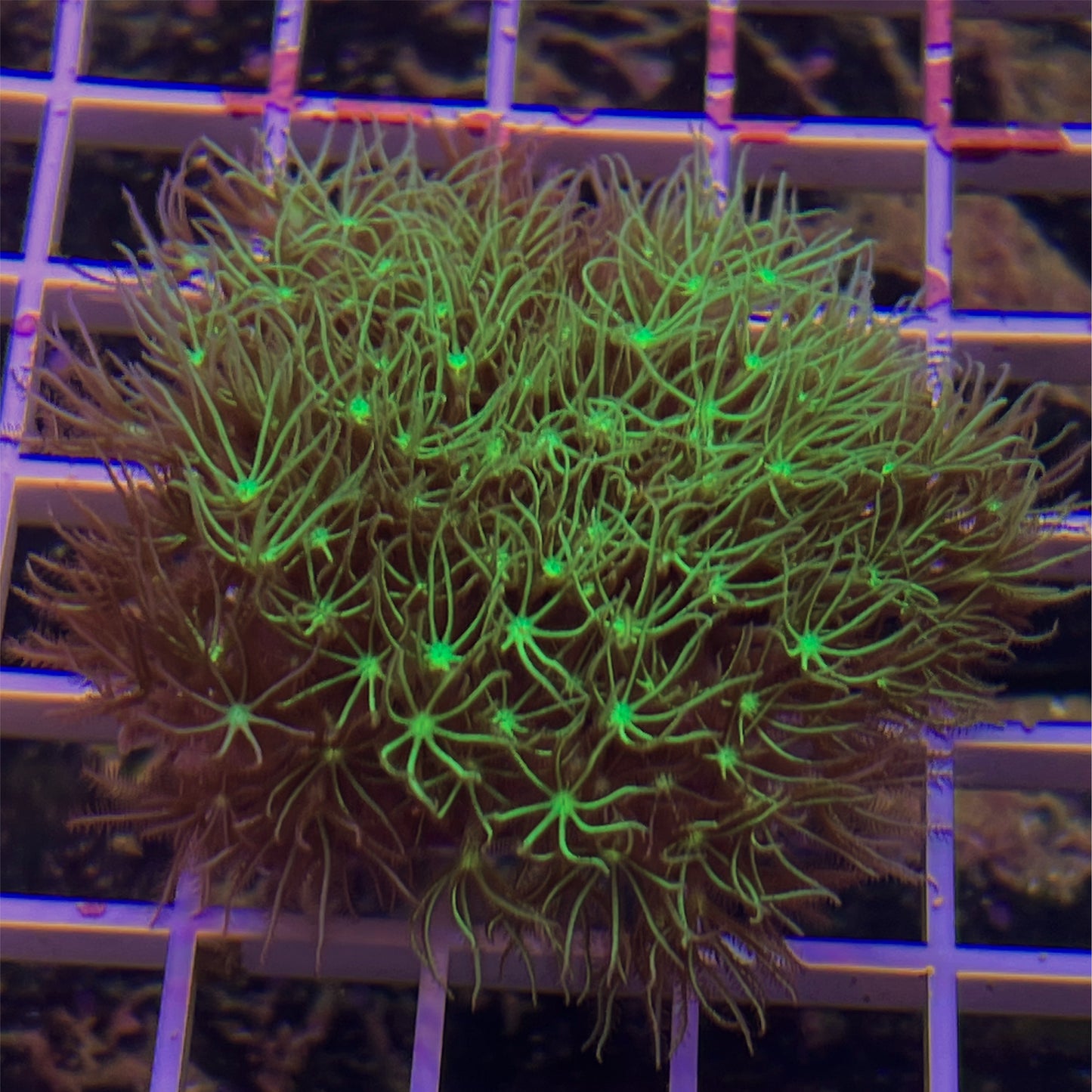 Ultra Green Star Polyps (GSP)