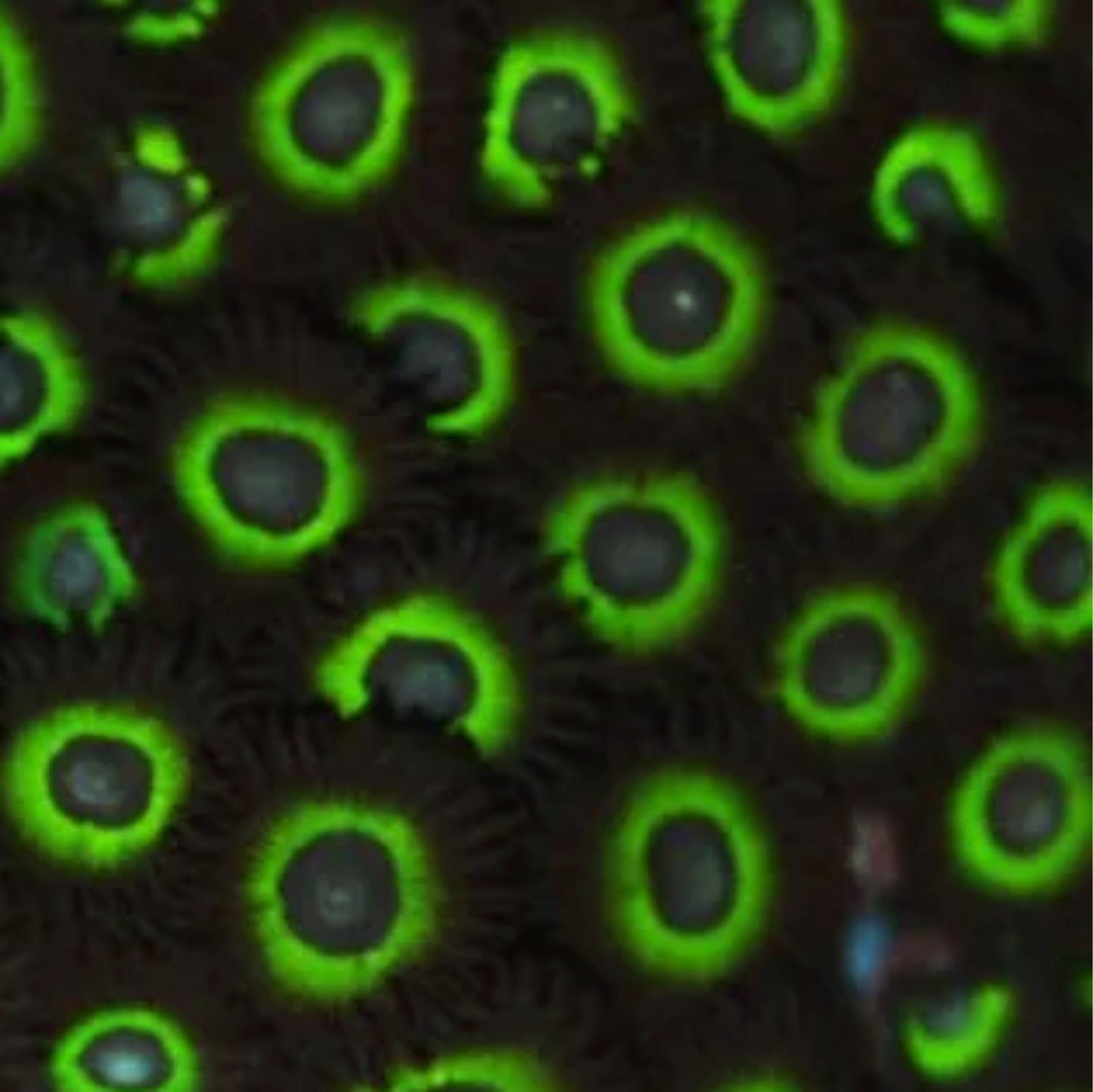 Mean Green Zoa