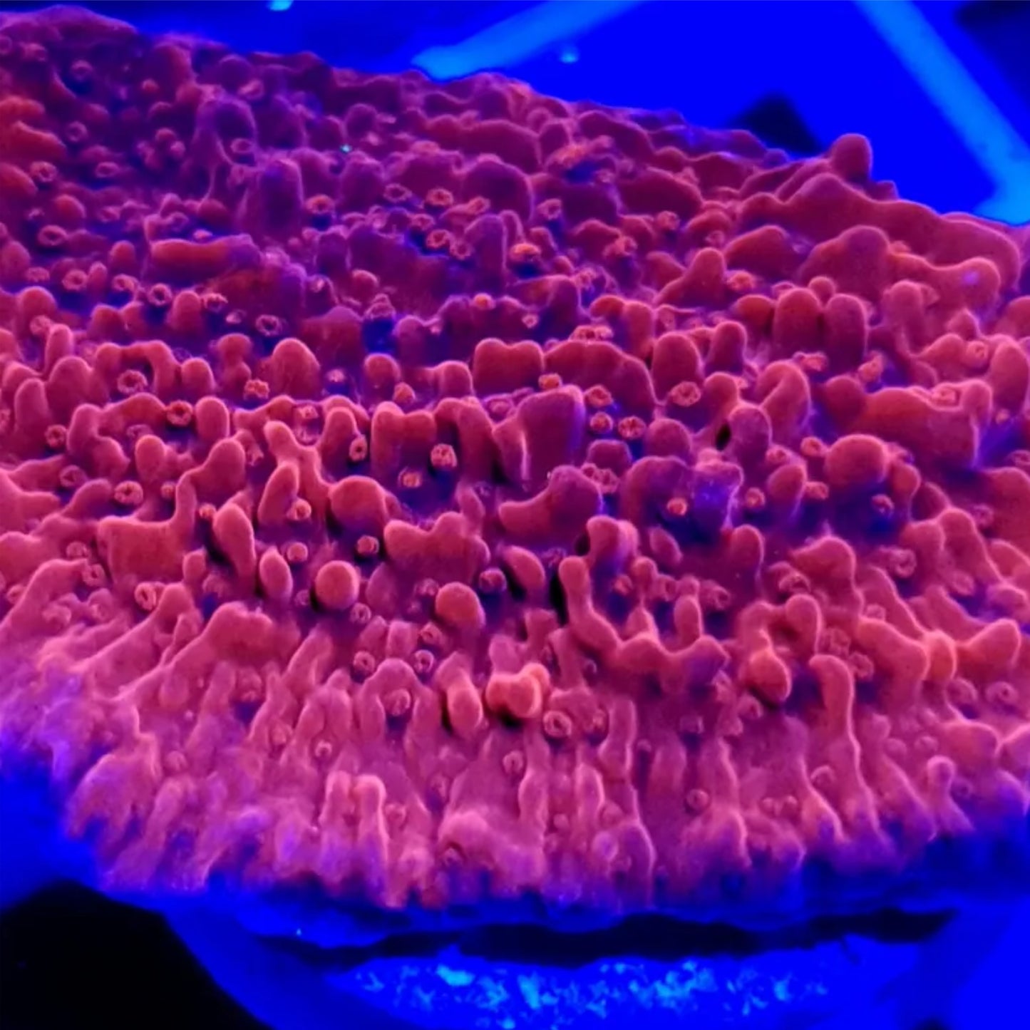 Red Montipora Capricornus