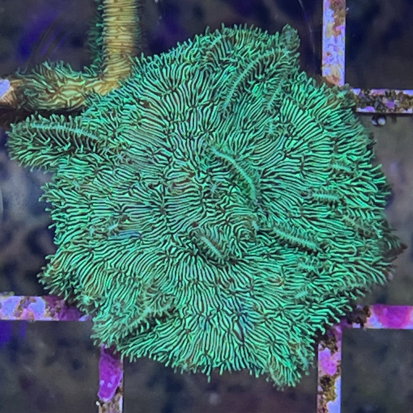 Ultra Green Leafy Pavona